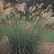 ARBORIX - 6 x Roseau de Chine 'Silberfeder' - Miscanthus Sinensis 'Silberfeder'  - godet 9cm x 9cm - vignette