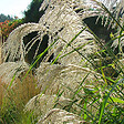 ARBORIX - 6 x Roseau de Chine 'Silberfeder' - Miscanthus Sinensis 'Silberfeder'  - godet 9cm x 9cm - vignette