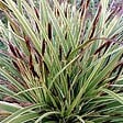 ARBORIX - 6 x Laîche panaché 'Variegata' - Carex morrowii 'Variegata'  - godet 9cm x 9cm - vignette