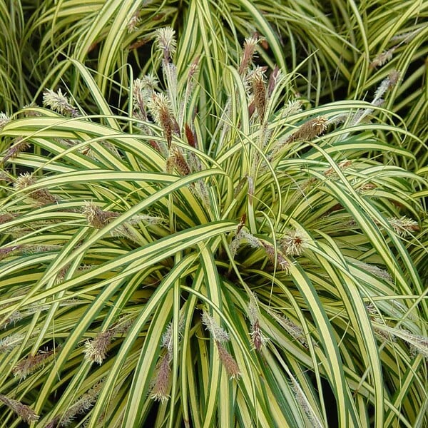 ARBORIX - 6 x Laîche panaché 'Variegata' - Carex morrowii 'Variegata'  - godet 9cm x 9cm - large