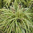 ARBORIX - 6 x Laîche panaché 'Variegata' - Carex morrowii 'Variegata'  - godet 9cm x 9cm - vignette