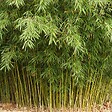 ARBORIX - Fargesia robusta 'Formidable' - 60-80 cm pot - vignette