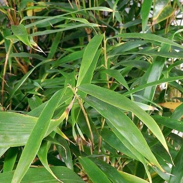 ARBORIX - Fargesia robusta 'Formidable' - 60-80 cm pot - large