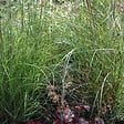 ARBORIX - 6 x Eulalie 'Kleine Silberspinne' - Miscanthus Sinensis 'Kleine Silberspinne'  - godet 9cm x 9cm - vignette
