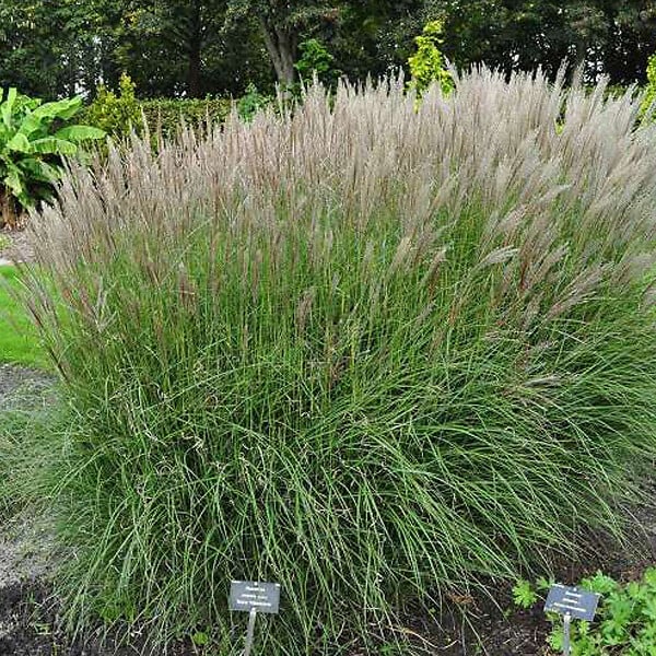 ARBORIX - 6 x Eulalie 'Kleine Silberspinne' - Miscanthus Sinensis 'Kleine Silberspinne'  - godet 9cm x 9cm - large