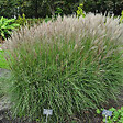 ARBORIX - 6 x Eulalie 'Kleine Silberspinne' - Miscanthus Sinensis 'Kleine Silberspinne'  - godet 9cm x 9cm - vignette