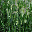 ARBORIX - 6 x Herbe aux écouvillons 'Hameln' - Pennisetum Alopecuroides 'Hameln'  - godet 9cm x 9cm - vignette