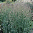 ARBORIX - 6 x Panic effilé 'Heavy métal' - Panicum Virgatum 'Heavy Metal'  - godet 9cm x 9cm - vignette