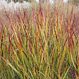 ARBORIX - 6 x Panic effilé 'Rotstrahlbusch' - Panicum virgatum 'Rotstrahlbusch'  - godet 9cm x 9cm - vignette