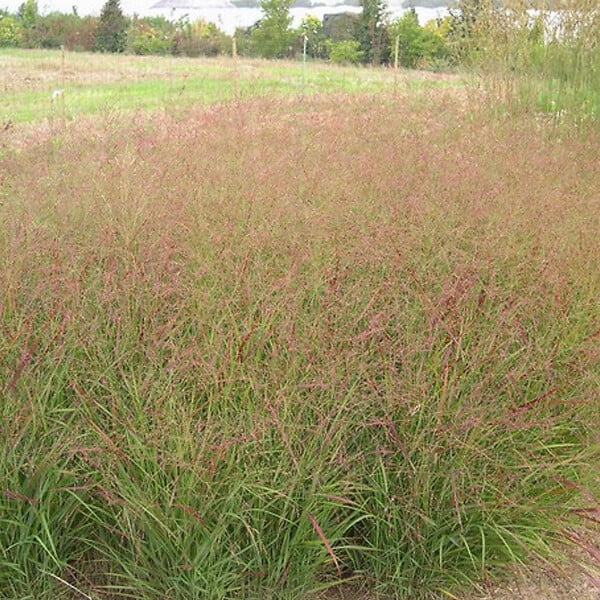 ARBORIX - 6 x Panic effilé 'Rotstrahlbusch' - Panicum virgatum 'Rotstrahlbusch'  - godet 9cm x 9cm - large