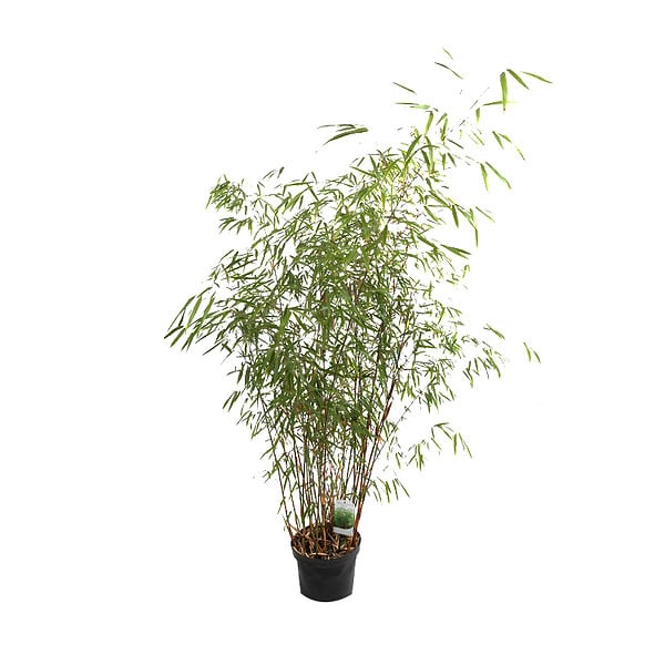 ARBORIX - Bambou 'Asian Wonder' - Fargesia scabrida 'Asian Wonder'  - 60- 80 cm pot - large