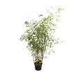 ARBORIX - Bambou 'Asian Wonder' - Fargesia scabrida 'Asian Wonder'  - 60- 80 cm pot - vignette