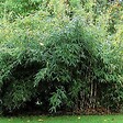 ARBORIX - Bambou parapluie 'Jumbo' - Fargesia Murieliae 'Jumbo'  - 60- 80 cm pot - vignette