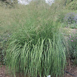 ARBORIX - 6 x Molinie 'Windspiel' - Molinia arundinacea 'Windspiel'  - godet 9cm x 9cm - vignette