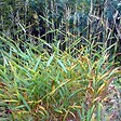 ARBORIX - 6 x Spodiopogon sibiricus - Spodiopogon sibiricus  - godet 9cm x 9cm - vignette