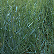 ARBORIX - 6 x Panic effilé 'Prairie sky' - Panicum virgatum 'Prairie Sky'  - godet 9cm x 9cm - vignette