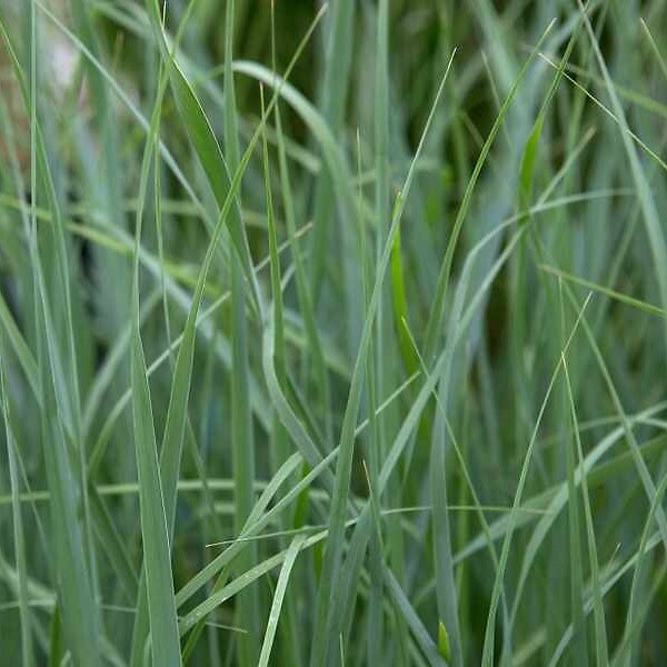 ARBORIX - 6 x Panic effilé 'Prairie sky' - Panicum virgatum 'Prairie Sky'  - godet 9cm x 9cm - large