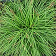 ARBORIX - 6 x Laîche 'The Beatles' - Carex caryophyllea 'The Beatles'  - godet 9cm x 9cm - vignette