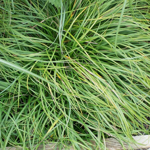 ARBORIX - 6 x Laîche 'The Beatles' - Carex caryophyllea 'The Beatles'  - godet 9cm x 9cm - large