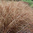 ARBORIX - 6 x Laîche de buchanan - Carex Buchananii  - godet 9cm x 9cm - vignette