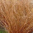 ARBORIX - 6 x Laîche de buchanan - Carex Buchananii  - godet 9cm x 9cm - vignette