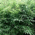 ARBORIX - Bambou parapluie 'Bimbo' - Fargesia murieliae 'Bimbo'  - 50- 60 cm pot - vignette