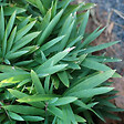 ARBORIX - 6 x Bambou nain 'Distichus' - Pleioblastus pygmaeus 'Distichus'  - godet 9cm x 9cm - vignette