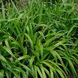 ARBORIX - 6 x Luzule des bois - Luzula sylvatica  - godet 9cm x 9cm - vignette