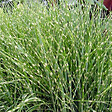 ARBORIX - 6 x Roseau de Chine 'Zebrinus' - Miscanthus Sinensis 'Zebrinus'  - godet 9cm x 9cm - vignette