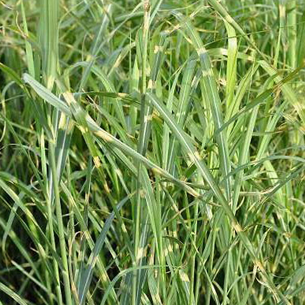 ARBORIX - 6 x Roseau de Chine 'Zebrinus' - Miscanthus Sinensis 'Zebrinus'  - godet 9cm x 9cm - large