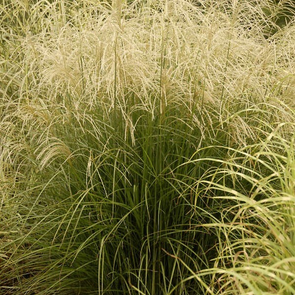 ARBORIX - 6 x Eulalie 'Graziella' - Miscanthus Sinensis 'Graziella'  - godet 9cm x 9cm - large