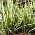 ARBORIX - 6 x Ruban de bergère panaché - Phalaris arundinacea 'Feesey'  - godet 9cm x 9cm - vignette