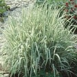 ARBORIX - 6 x Ruban de bergère panaché - Phalaris arundinacea 'Feesey'  - godet 9cm x 9cm - vignette