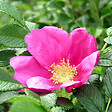 ARBORIX - 2 x Rosier rugueux 'Rubra' - Rosa rugosa 'Rubra'  - 40-60 cm pot - vignette