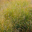 ARBORIX - 6 x Panic effilé 'Strictum compactum' - Panicum virgatum 'Strictum'  - godet 9cm x 9cm - vignette