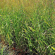 ARBORIX - 6 x Panic effilé 'Strictum compactum' - Panicum virgatum 'Strictum'  - godet 9cm x 9cm - vignette