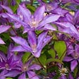 ARBORIX - 2 x Clématite 'Bagatelle' - Clematis 'Bagatelle'( =Dorothy Walton)  - 50-60 cm pot - vignette