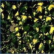 ARBORIX - 2 x Lierre commun 'Goldheart' - Hedera Helix 'Goldheart'  - 50-60 cm pot - vignette