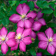 ARBORIX - 2 x Clématite 'Ville de Lyon' - Clematis 'Ville De Lyon'  - 50-60 cm pot - vignette