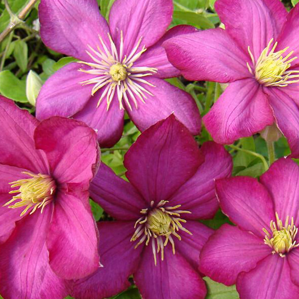 ARBORIX - 2 x Clématite 'Ville de Lyon' - Clematis 'Ville De Lyon'  - 50-60 cm pot - large