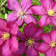 ARBORIX - 2 x Clématite 'Ville de Lyon' - Clematis 'Ville De Lyon'  - 50-60 cm pot - vignette