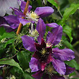 ARBORIX - 2 x Clématite 'The Vagabond' - Clematis 'The Vagabond'  - 50-60 cm pot - vignette