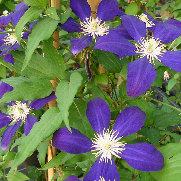 ARBORIX - 2 x Clématite 'The Vagabond' - Clematis 'The Vagabond'  - 50-60 cm pot - large