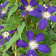 ARBORIX - 2 x Clématite 'The Vagabond' - Clematis 'The Vagabond'  - 50-60 cm pot - vignette