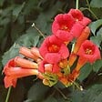 ARBORIX - 2 x Trompette de virginie - Campsis radicans  - 50-60 cm pot - vignette