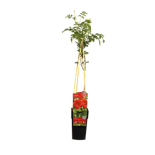 ARBORIX - 2 x Trompette de virginie - Campsis radicans  - 50-60 cm pot - large