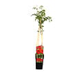 ARBORIX - 2 x Trompette de virginie - Campsis radicans  - 50-60 cm pot - vignette