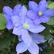 ARBORIX - 2 x Clématite 'H.F. Young' - Clematis 'Hf Young'  - 50-60 cm pot - vignette