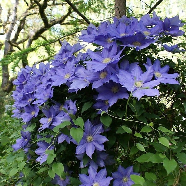 ARBORIX - 2 x Clématite 'H.F. Young' - Clematis 'Hf Young'  - 50-60 cm pot - large