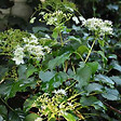 ARBORIX - 2 x Hortensia grimpant 'Petiolaris' - Hydrangea Anomala 'Petiolaris'  - 40-60 cm pot - vignette